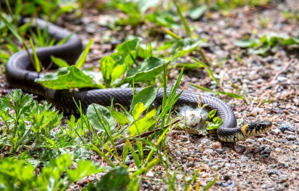 Suveelanikele räägiti, kuidas vältida kohtumist maoga oma krundil