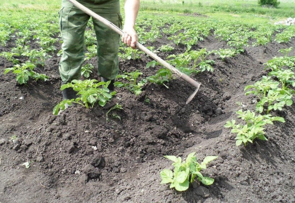 Kuidas täitematerjal aitab kartulit kasvatada isegi vaesel pinnasel