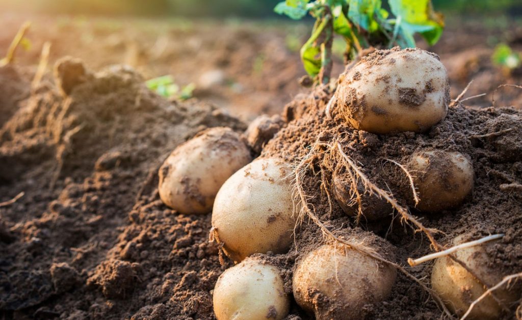 Mida lisada kartulite istutamisel auku, et mugulad kasvaksid suured