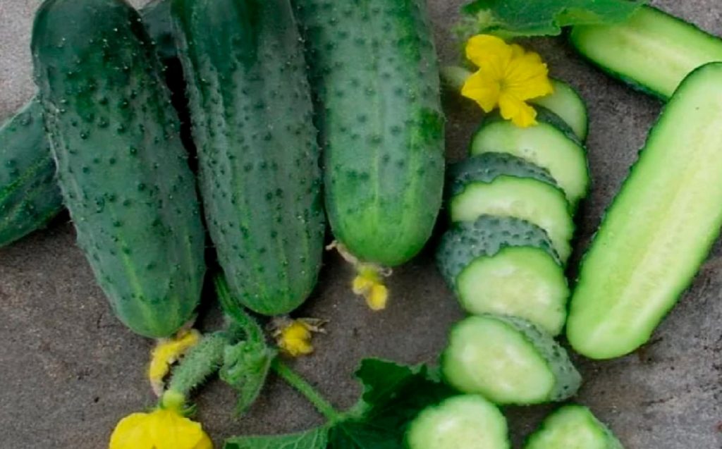 Krõmpsuv, aromaatne ja vastupidav: 10 kurgi sorti, mis ei vea alt