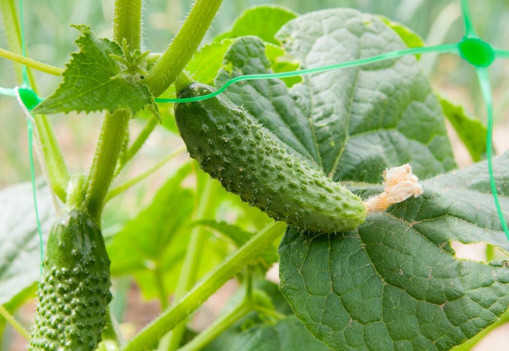 Krõmpsuv, aromaatne ja vastupidav: 10 kurgi sorti, mis ei vea alt