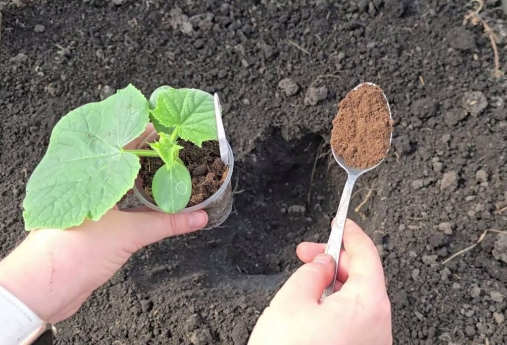 Temperatuur, mis tapab kurkid: kui termomeeter langeb sellele väärtusele, on paar tunni pärast taimed surnud