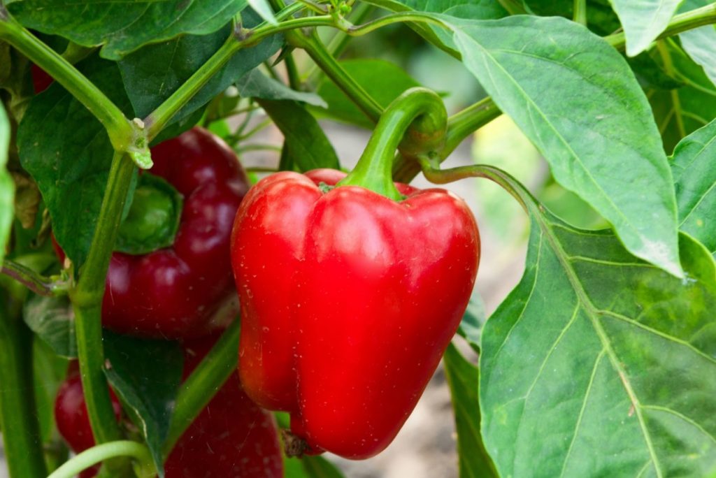 Miks matta munakoored paprika alla: ebatavaline elutarkus rikkaliku saagi saamiseks