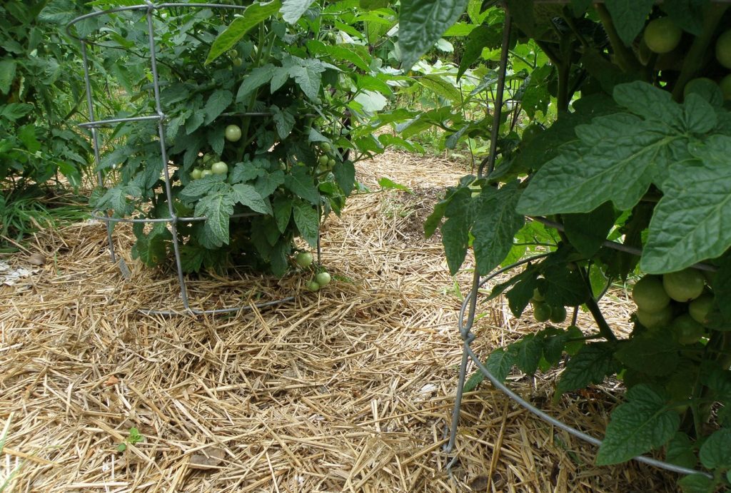 Hiiglaslike tomatite saladus: naabrid nutavad kadedusest