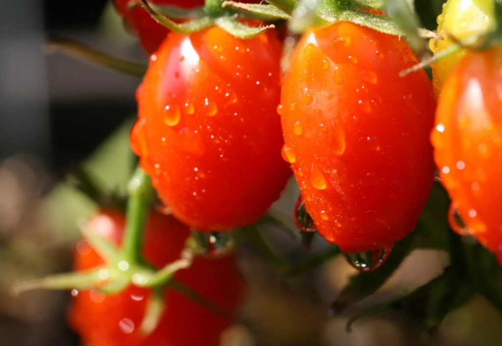 Hiiglaslike tomatite saladus: naabrid nutavad kadedusest