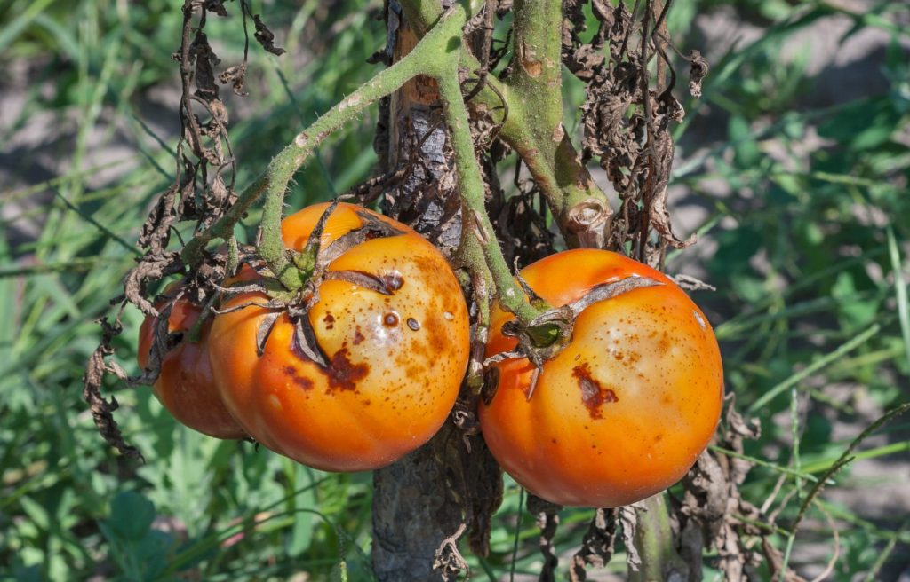 Tomatite kastmine selle leotisega tagab hiiglaslikud viljad juba juulis