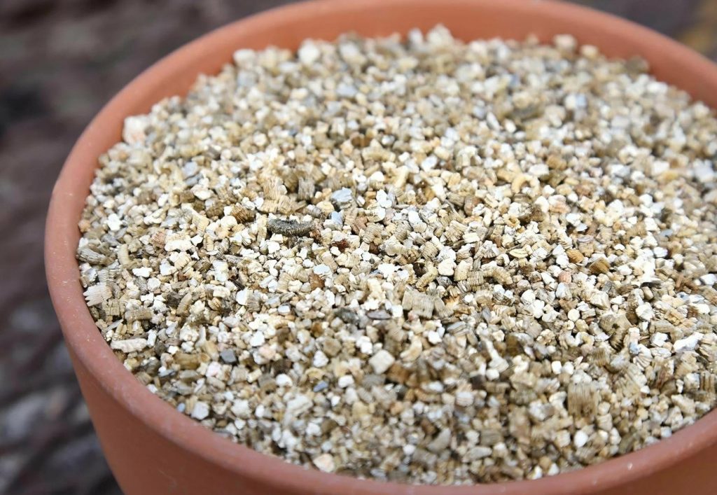 Kuidas kaitsta seemikuid mustjalgsuse eest: nakatunud seemikuid ei saa enam päästa