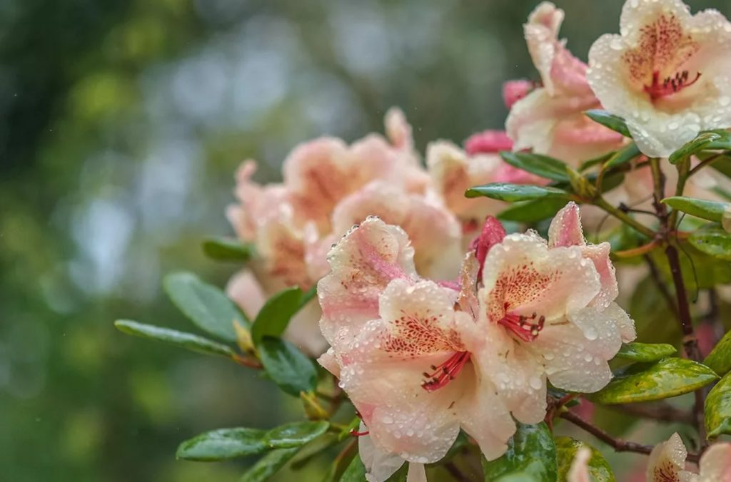 Miks hakkavad rododendroni lehed pruunistuma? Rododendronite õige hooldus