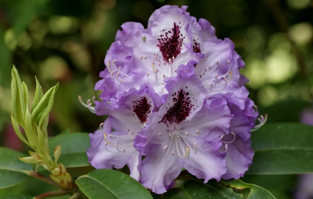 Miks hakkavad rododendroni lehed pruunistuma? Rododendronite õige hooldus