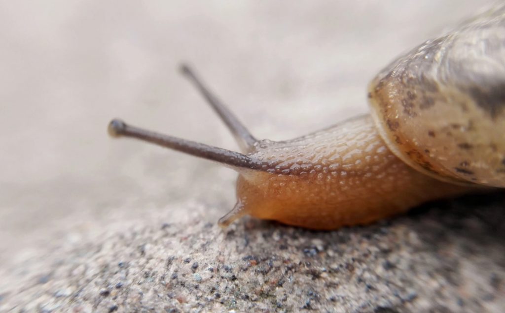 Ahned molluskid rüüstavad aeda? Võta kapist ja puista aeda: nad jätavad lillepeenrad puutumata
