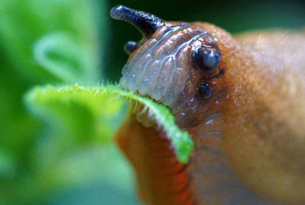 Ahned molluskid rüüstavad aeda? Võta kapist ja puista aeda: nad jätavad lillepeenrad puutumata