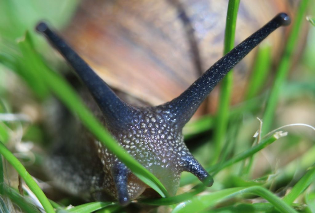Ahned molluskid rüüstavad aeda? Võta kapist ja puista aeda: nad jätavad lillepeenrad puutumata