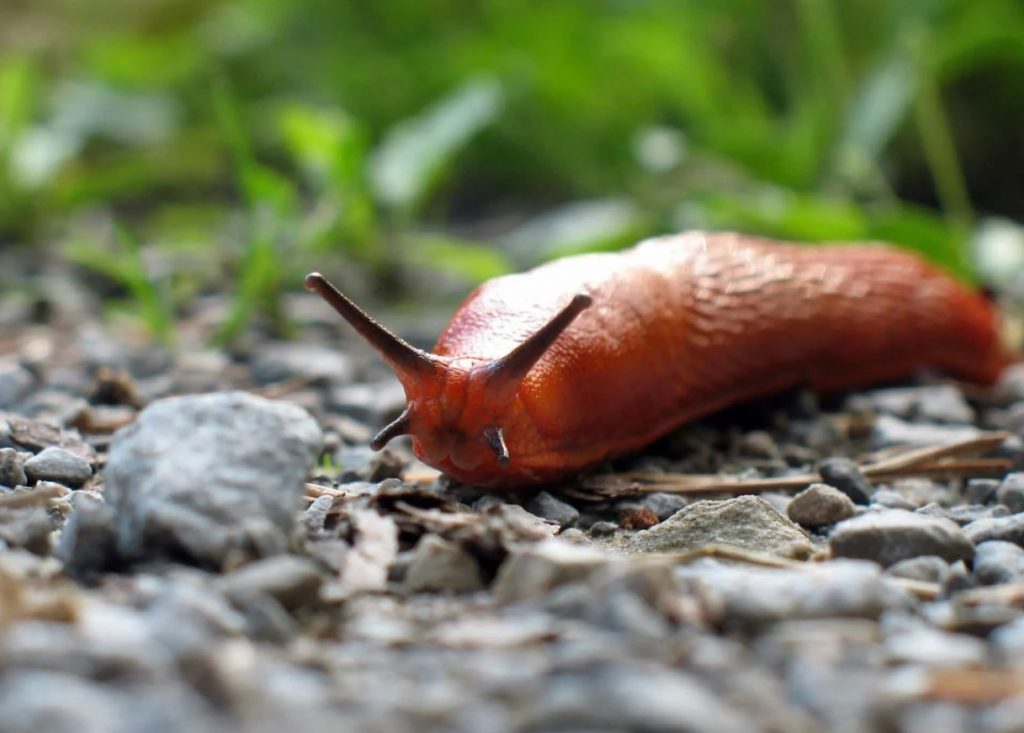 Ahned molluskid rüüstavad aeda? Võta kapist ja puista aeda: nad jätavad lillepeenrad puutumata