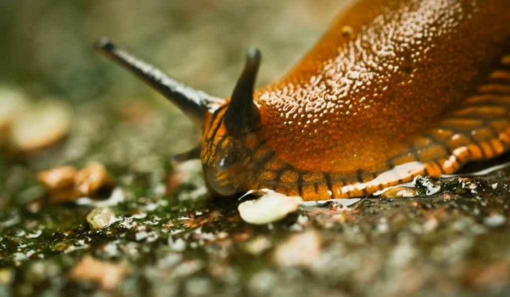 Ahned molluskid rüüstavad aeda? Võta kapist ja puista aeda: nad jätavad lillepeenrad puutumata