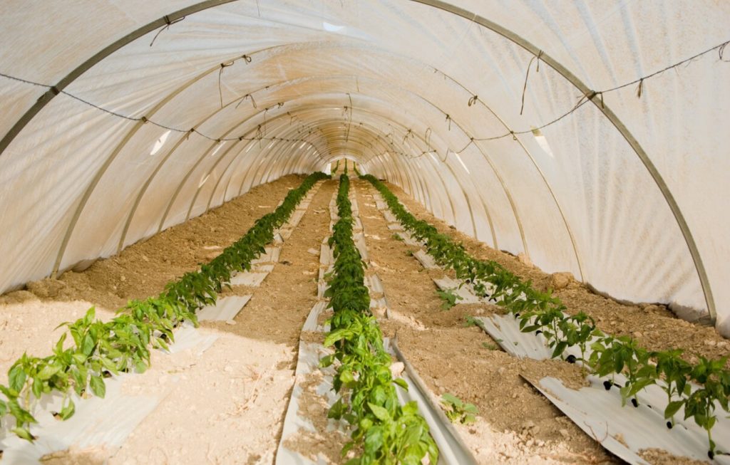 Igihalja kasvuhoone saladus: kuidas saada saaki 365 päeva aastas