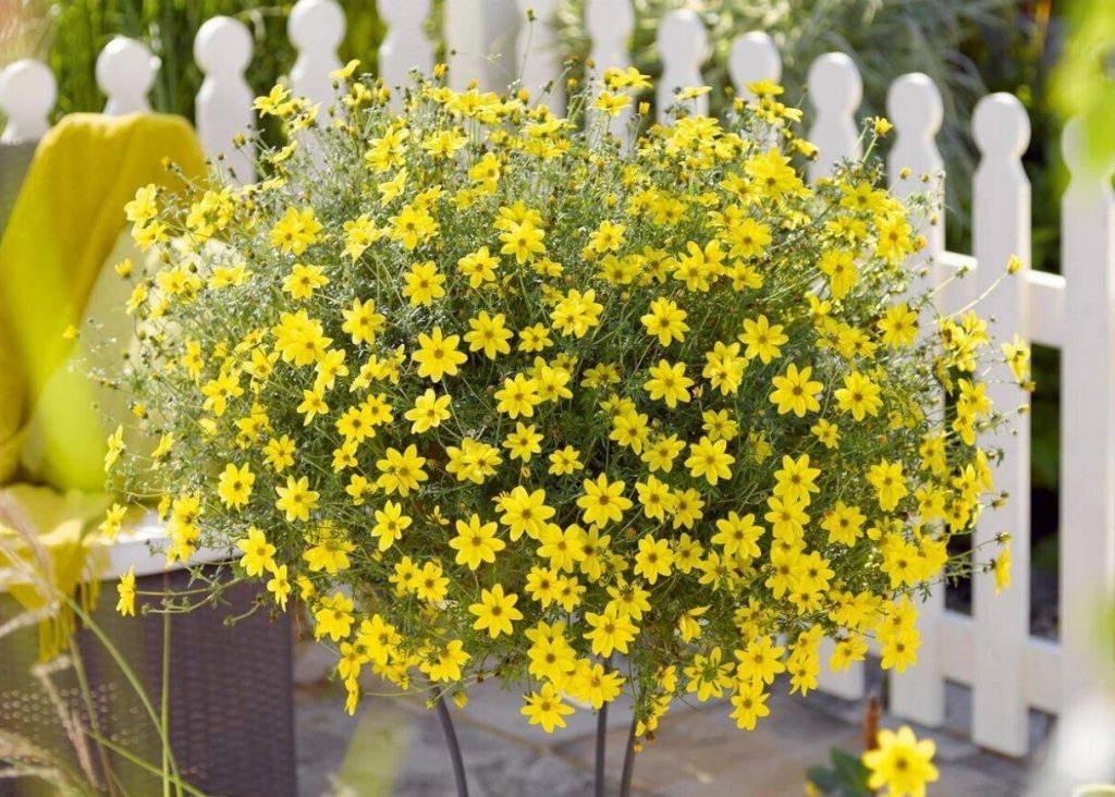 timofilla