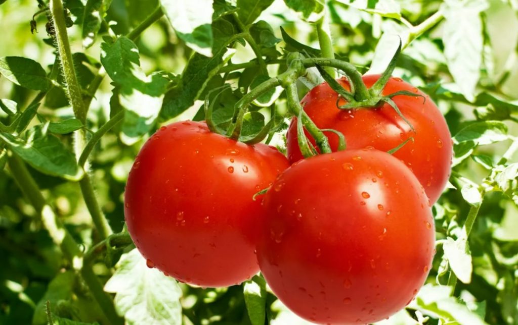 Istutage tomatite lähedale. Need tõrjuvad kahjureid ja soodustavad rikkalikku viljakandmist.