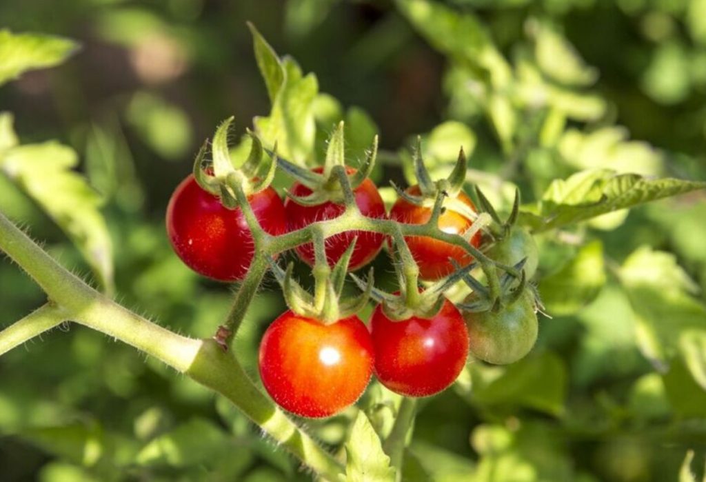 Miks soolata tomatite voodeid: ebatavaline tehnika saagikuse suurendamiseks