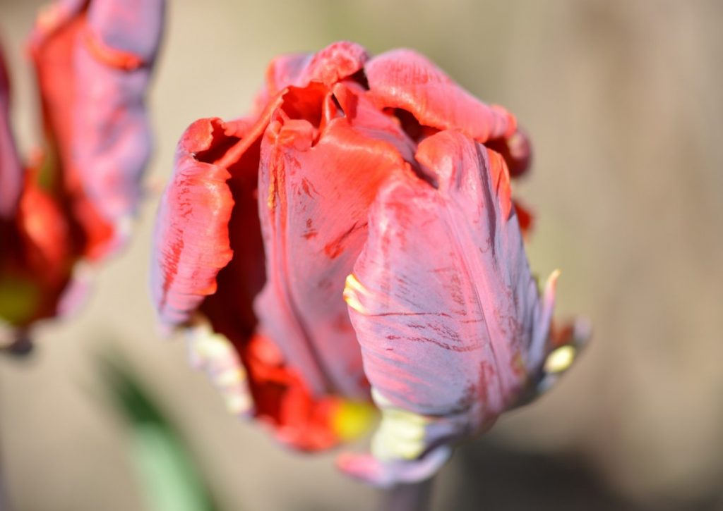 Tulipaanide hooldamine pärast õitsemist. Kas lehed tuleks ära lõigata?