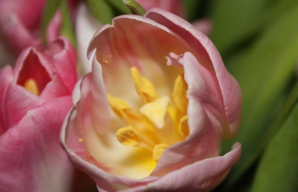 Tulipaanide hooldamine pärast õitsemist. Kas lehed tuleks ära lõigata?
