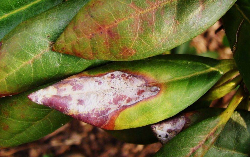 Miks hakkavad rododendroni lehed pruunistuma? Rododendronite õige hooldus