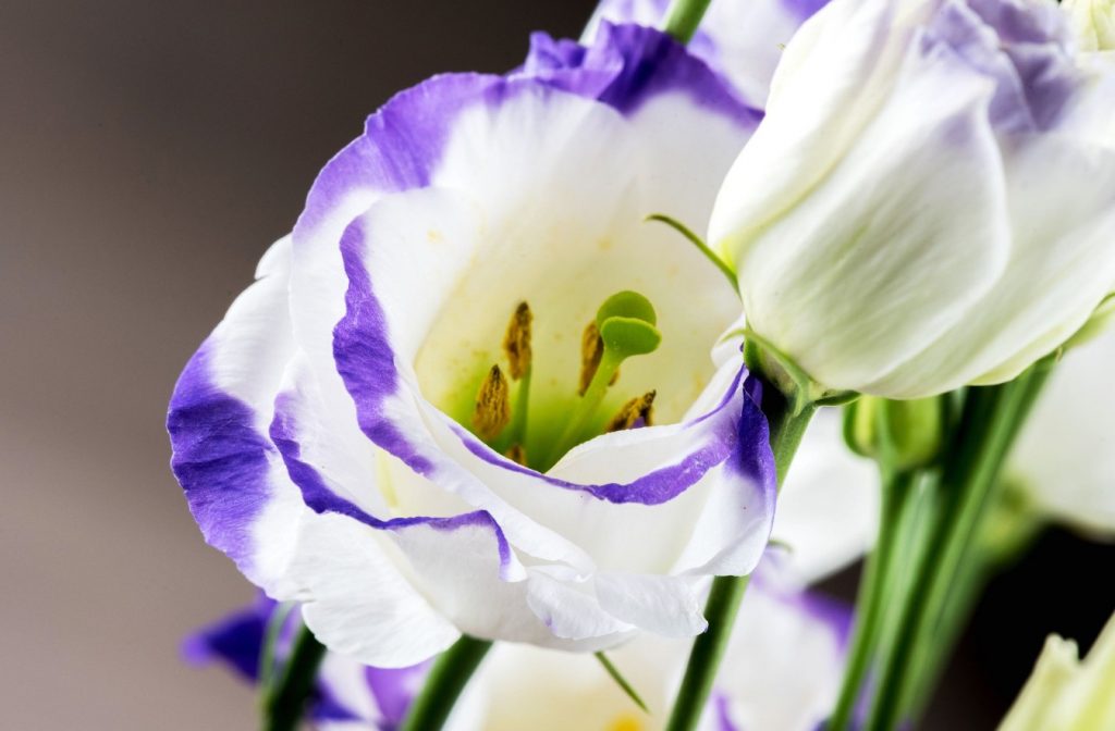 Mida teha, kui eustoma ei kasva: see taim vajab erilist lähenemist