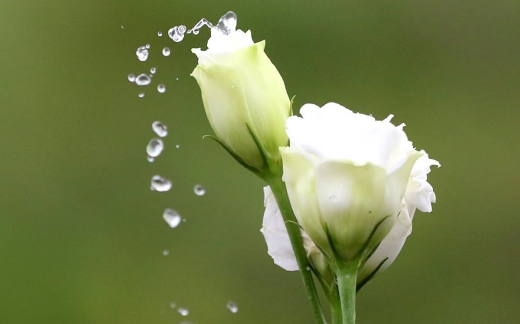 Mida teha, kui eustoma ei kasva: see taim vajab erilist lähenemist