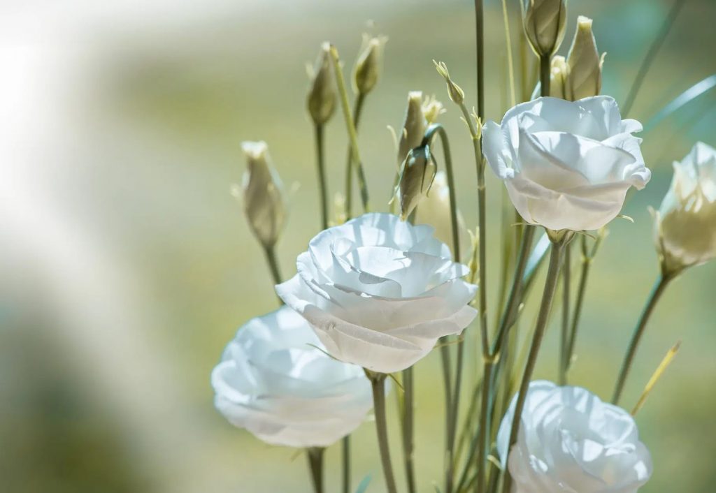 Mida teha, kui eustoma ei kasva: see taim vajab erilist lähenemist