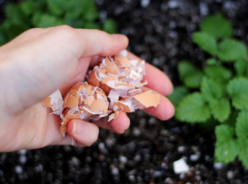 Miks matta munakoored paprika alla: ebatavaline elutarkus rikkaliku saagi saamiseks