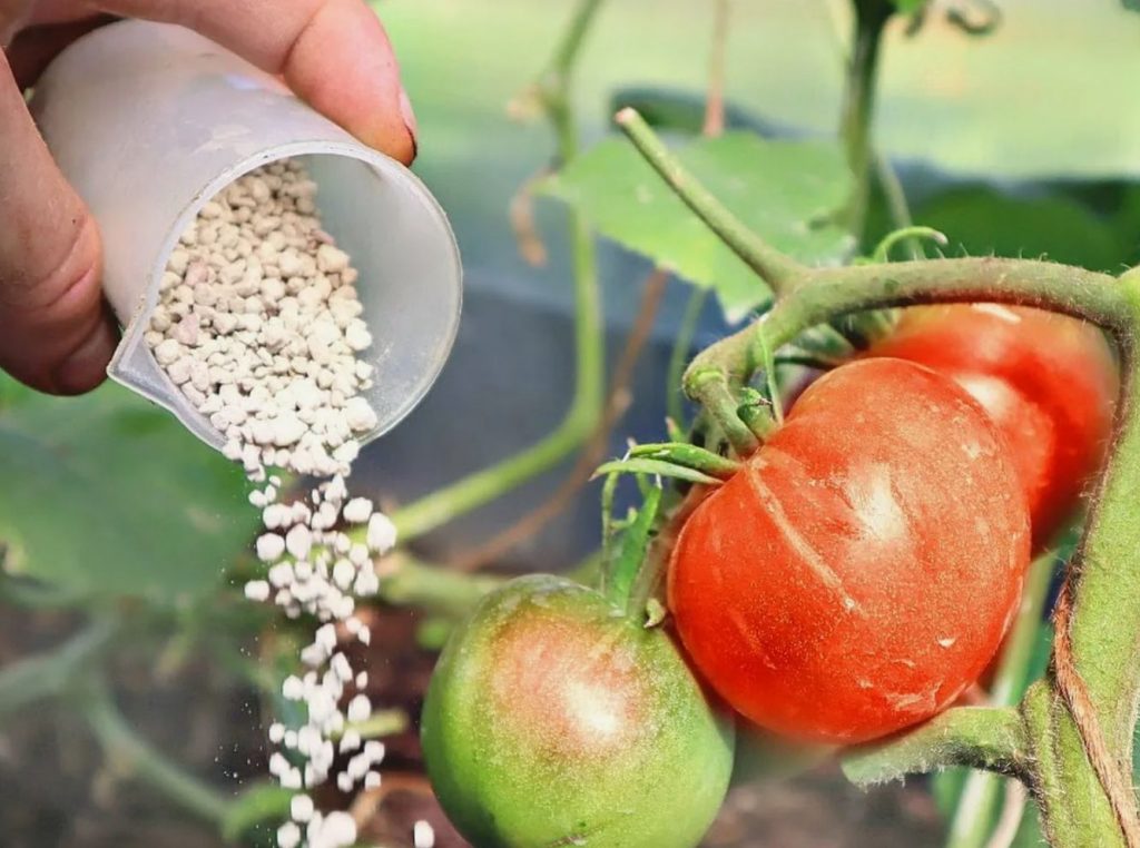 Isegi professionaalsed agronoomid teevad mõnikord neid vigu: kuidas ei tohi tomateid toita