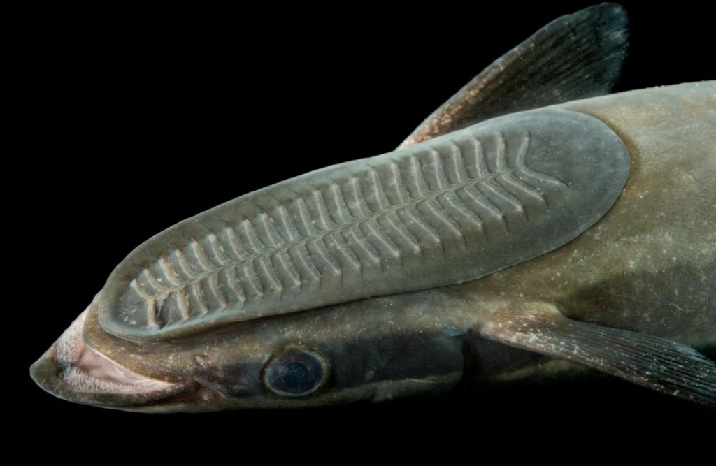 „Shark sucker“: kala, millega püütakse kilpkonni