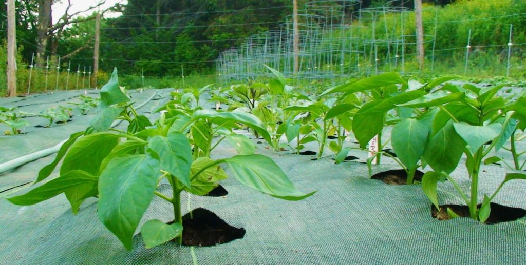 Miks paprika ei seisa: süüdi võib olla see ilmne hooldusviga