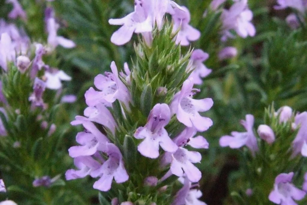 Need aromaatseid maitsetaimi kasvatavad suvitajad mitte ainult tee jaoks: maitsetaimede kasvatajate saladused