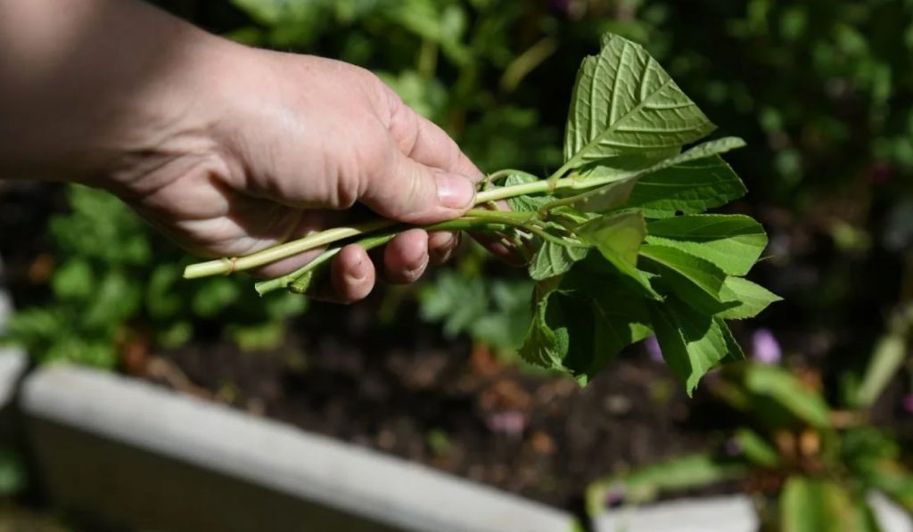 Ainult juunis: kõige lihtsam viis hortensia paljundamiseks (sobib isegi algajatele)
