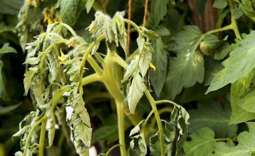 Kuidas muuta tomati lehed suvilasse supervahendiks: 4 viisi