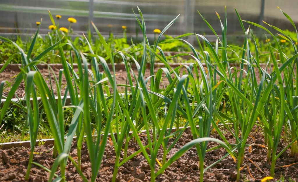 Te ei usu oma silmi: pärast seda lihtsat protseduuri muutub küüslauk hiiglaslikuks