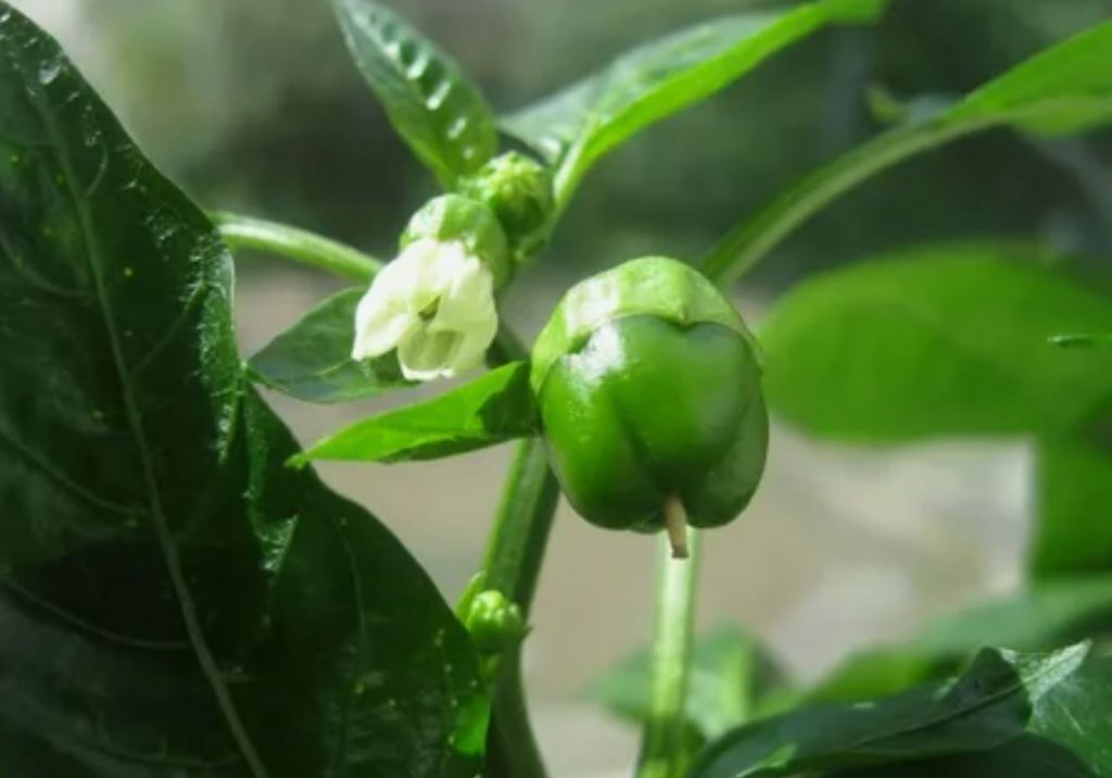Saak on kaks korda suurem: tõestatud bulgaaria paprika väetamisskeem
