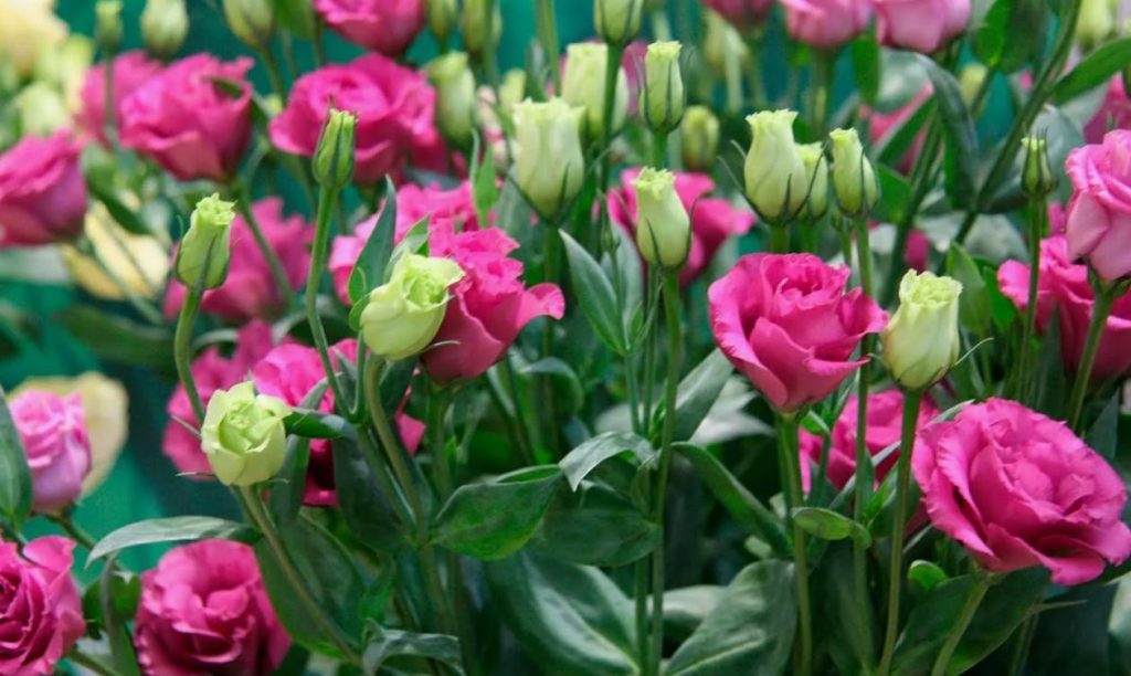 Eustoma ümberistutamise saladused: kuidas vältida vigu ja kasvatada meistriteos