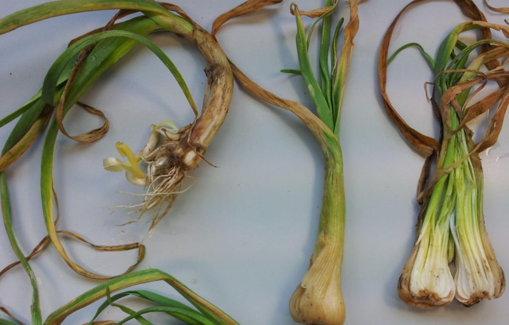 Fusarium (põhja mädanik): mis haigus see on ja kuidas seda ravida