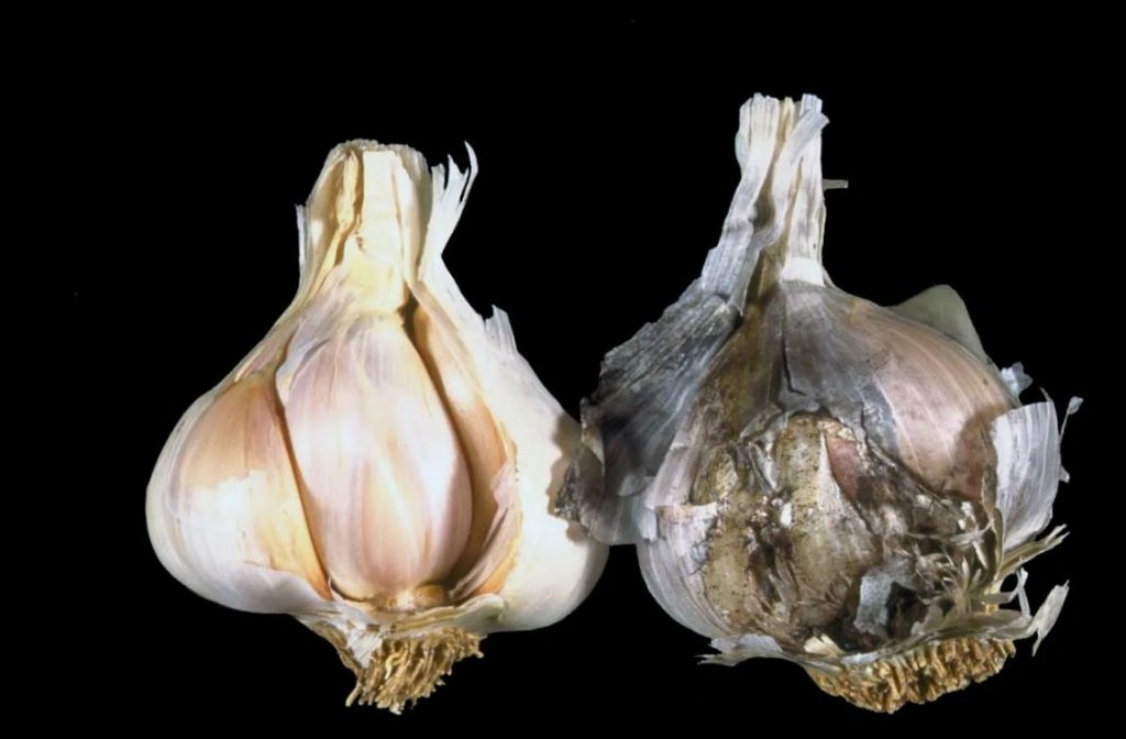 Miks muutub küüslauk talveks puhtaks pulbriks? Lahtiseletatud säilitamisviga