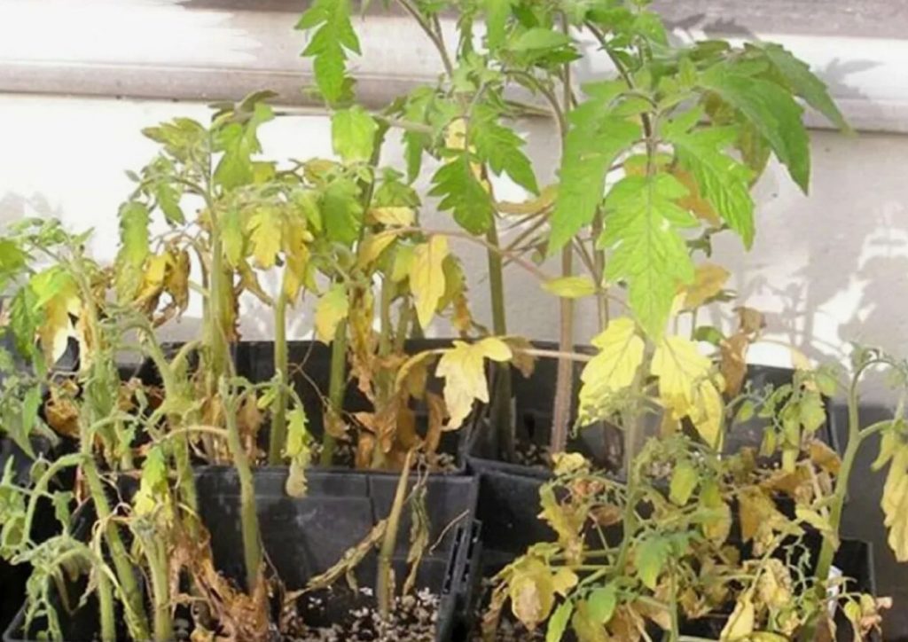 Mis juhtus teie tomatitega pärast karastamist? Keegi ei räägi sellest lihtsast sammust enne istutamist
