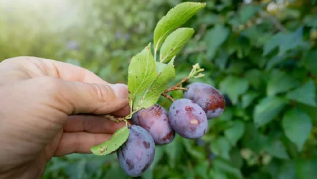 Pildil olevad ploomid: ideaalse suvise kastmise saladus, millest te ei teadnud