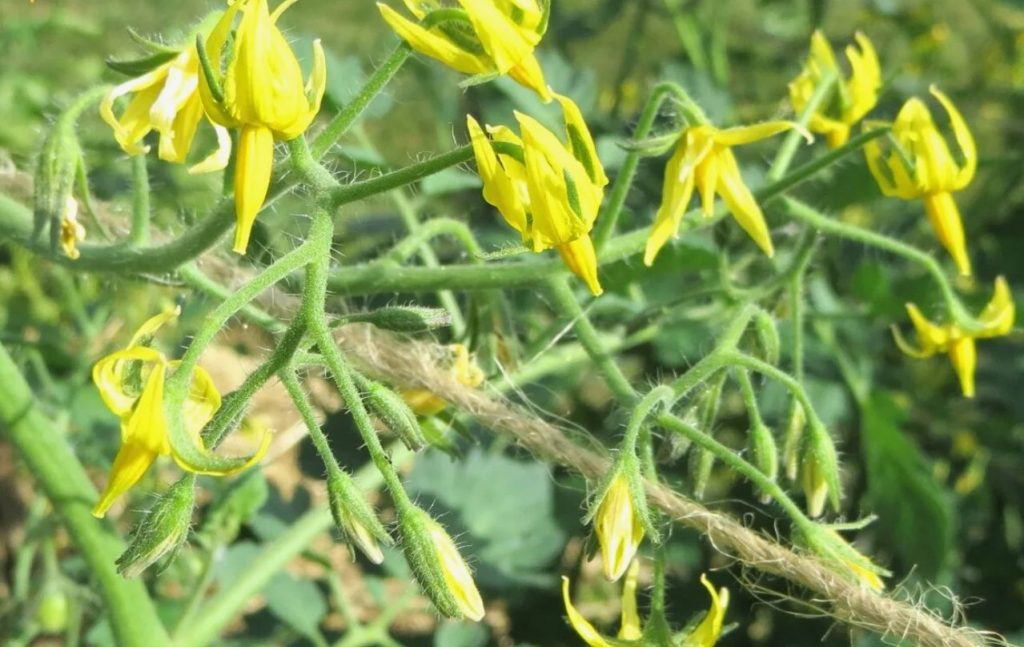 Hooldusvead või ilmastiku kapriisid? Miks tomatitel tegelikult õied maha kukuvad