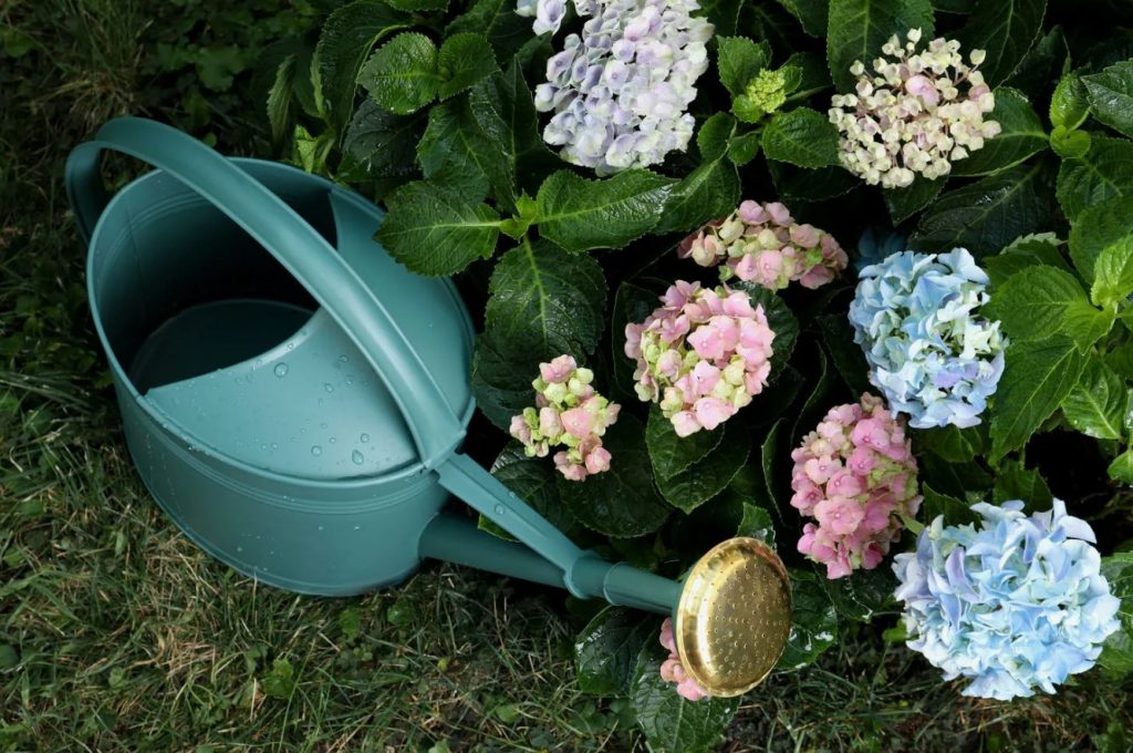 Kas süüdi on puukooli müüjad? Miks hortensia muutis värvi sinisest roosaks