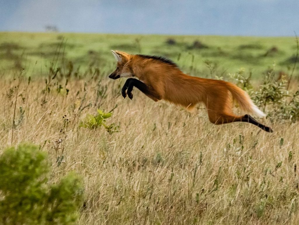 Raske hunt. See kiskja saab kergesti linnu