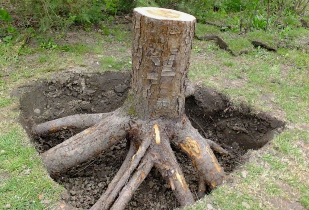 Kas puu känd segab teie istutamist? Siin on, kuidas seda ilma labidata eemaldada