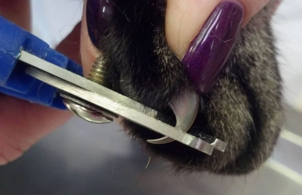 Veterinaararstid nutavad: miks eemaldatakse kassi küünised - suurim viga
