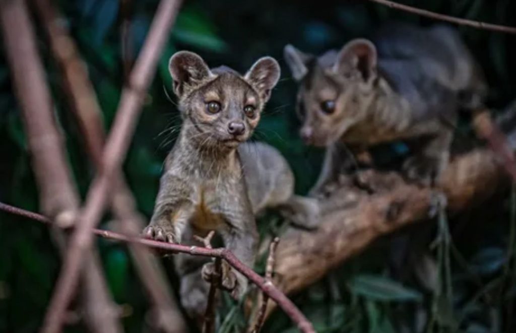 Fossa: transsooline loom, kes maskeerib end isaseks, et vältida vägivalda