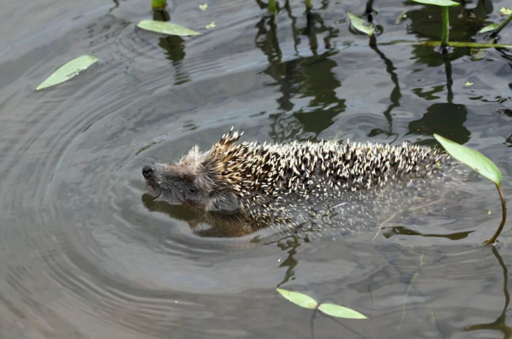 Kooli faktid: siiliboonus