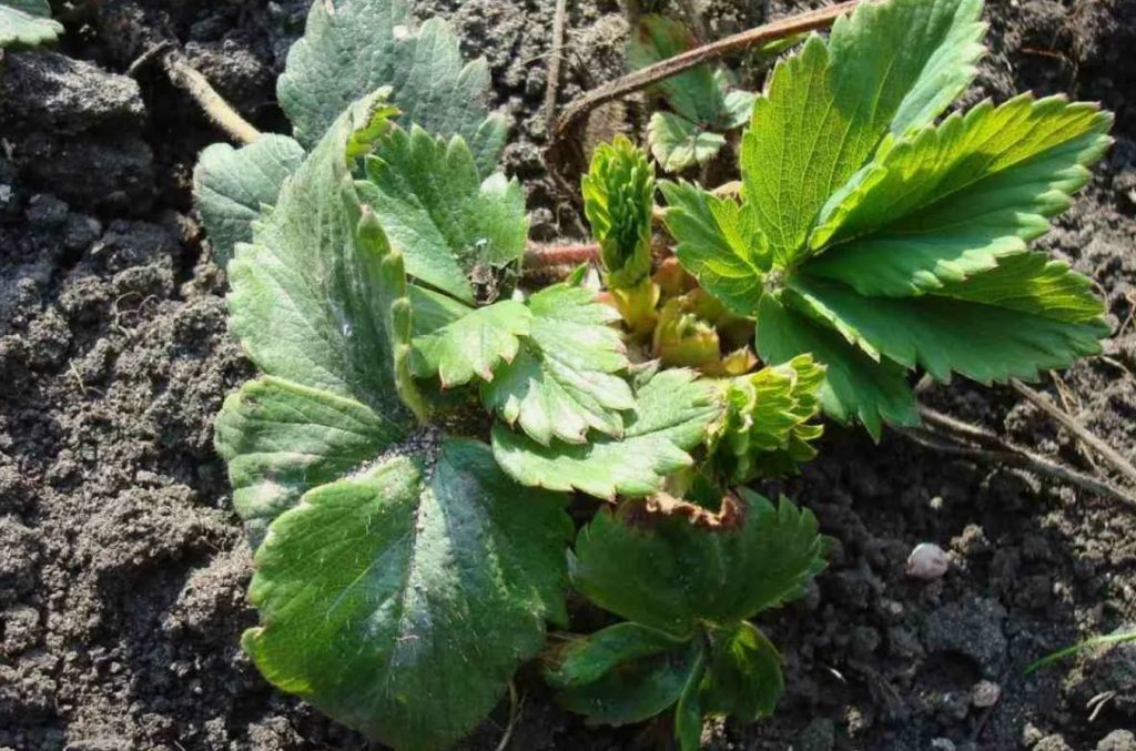 Olete korjanud maasikasaagi ja ei tea, mida edasi teha? Oluliste toimingute nimekiri